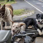 Dog Poop Pickup in Oxford Michigan