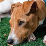 Dog Poop Pickup in Oxford Michigan